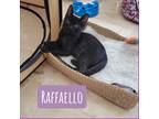 Adopt Raffello a All Black Domestic Shorthair (short coat) cat in Miami