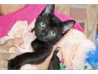 Adopt Kate a All Black Domestic Shorthair (short coat) cat in East Hartford