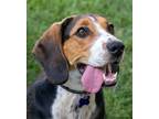 Adopt Mona a Tricolor (Tan/Brown & Black & White) Hound (Unknown Type) / Beagle