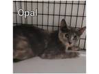 Adopt Opal a Gray or Blue Domestic Shorthair / Domestic Shorthair / Mixed cat in