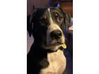 Adopt Karlo a Black - with White Bluetick Coonhound / Treeing Walker Coonhound /