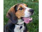 Adopt Mona a Tricolor (Tan/Brown & Black & White) Hound (Unknown Type) / Beagle