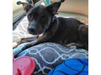 Adopt Lainey a Brindle Mixed Breed (Medium) / American Pit Bull Terrier / Mixed