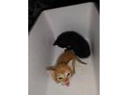 Adopt PJ a Orange or Red Tabby Domestic Shorthair / Mixed (short coat) cat in