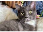 Adopt Gretchen a Gray or Blue (Mostly) Domestic Mediumhair (long coat) cat in