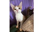 Adopt Lu a Orange or Red (Mostly) Domestic Shorthair cat in Lafayette