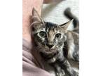 Adopt Bluey a Brown Tabby Domestic Longhair (long coat) cat in Lafayette