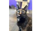 Adopt Zoa a Black (Mostly) Domestic Shorthair / Mixed cat in Lafayette