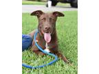 Adopt Ranger a Brown/Chocolate Labrador Retriever / Weimaraner dog in Brewster