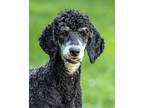 Adopt Sadie a Black - with Tan, Yellow or Fawn Standard Poodle / Mixed dog in