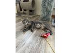 Adopt Myrtle a Brown Tabby Domestic Shorthair / Mixed (short coat) cat in