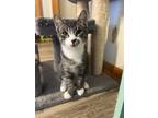 Adopt Tybee a Gray, Blue or Silver Tabby Domestic Shorthair / Mixed cat in