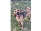 Adopt Lily a Brown/Chocolate - with Black Bloodhound / Mixed dog in LYNCHBURG