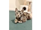 Adopt Cassis (Bonded with Peony) a Gray, Blue or Silver Tabby Domestic Shorthair