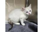 Adopt Cloudberry a White (Mostly) Domestic Shorthair / Mixed cat in Casa Grande