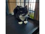 Adopt Boppity a All Black Domestic Shorthair / Mixed cat in Casa Grande