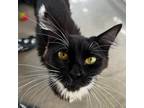 Adopt Flower a All Black Domestic Longhair / Mixed cat in Buellton