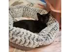 Adopt Sabrina C13335 a All Black Domestic Shorthair / Mixed cat in Minnetonka