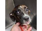Adopt Kramer a Brindle Mixed Breed (Medium) / Mixed dog in Columbiana