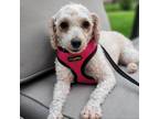 Adopt Samantha a White - with Tan, Yellow or Fawn Poodle (Miniature) / Mixed dog