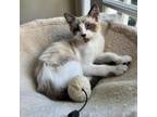 Adopt August a Tiger Striped Siamese / Mixed cat in Long Beach, CA (38760849)