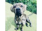 Adopt Bruno a Brindle Pit Bull Terrier / Mixed dog in Peachtree City