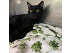 Adopt Jett a All Black Domestic Shorthair / Mixed cat in Jupiter, FL (38760937)