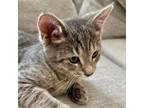Adopt Prince a Gray or Blue Domestic Shorthair / Mixed cat in Concord