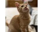 Adopt Chickadee a Orange or Red Domestic Shorthair / Mixed cat in Zimmerman