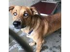 Adopt Timmy a Red/Golden/Orange/Chestnut Pembroke Welsh Corgi / Mixed dog in