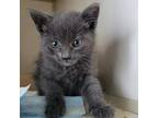Adopt Bonnie a Gray or Blue Domestic Shorthair / Mixed cat in Westminster