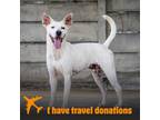 Adopt Kongo a White - with Brown or Chocolate Mixed Breed (Medium) / Mixed dog