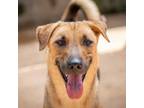 Adopt Marcita a Brown/Chocolate - with Black Mixed Breed (Medium) / Mixed dog in