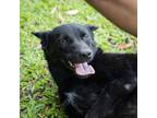 Adopt Akame a Black - with White Mixed Breed (Medium) / Mixed dog in Chicago