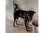 Adopt Todd a Black Rottweiler / Mixed dog in Edinburg, TX (38760563)