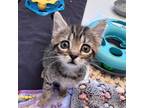 Adopt Kirby a All Black Domestic Shorthair / Mixed cat in Cumming, GA (38760529)