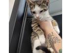 Adopt Ambrose a White Domestic Shorthair / Mixed cat in Garden, KS (38760290)