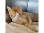Adopt Peluso a Tan or Fawn Domestic Shorthair / Mixed cat in Garden