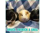 Adopt Greg & Bruce a Black Guinea Pig (short coat) small animal in Hughesville