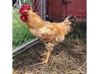 Adopt Ben a Chicken bird in Quakertown, PA (38760025)