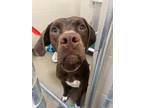 Adopt Nala a Brown/Chocolate Labrador Retriever dog in Cheboygan, MI (38759999)