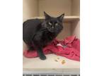 Adopt Ozzie a All Black Domestic Longhair (long coat) cat in Cheboygan