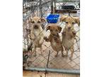 Adopt Chiweenies a Red/Golden/Orange/Chestnut Chiweenie / Mixed dog in Orlando