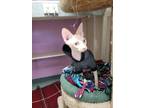 Adopt Honey a Tan or Fawn Sphynx (short coat) cat in Palos Verdes Peninsula