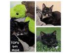 Adopt Tofu a All Black Domestic Shorthair / Mixed cat in West Olive