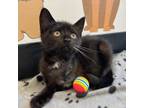 Adopt Bubbles a Black (Mostly) Domestic Shorthair (short coat) cat in BROOKLYN
