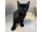 Adopt Hephaesteus a All Black Domestic Shorthair / Mixed cat in Tuscaloosa