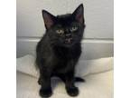 Adopt Nox a All Black Domestic Shorthair / Mixed cat in Tuscaloosa