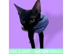 Adopt Selune a All Black Domestic Shorthair / Mixed cat in Tuscaloosa