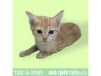 Adopt Ginger a Orange or Red Domestic Shorthair / Mixed cat in Tuscaloosa